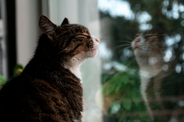 Brown tabby kitten standing against glass window