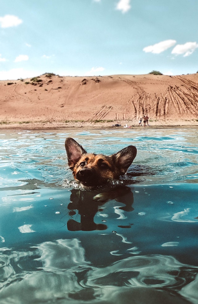 Keeping Your Dog Cool During The Summer Months