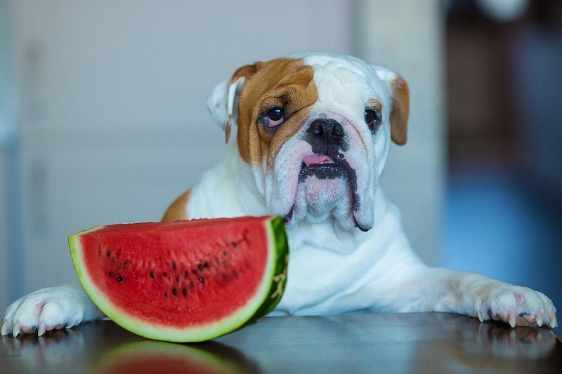 Keeping your dog cool during the summer months