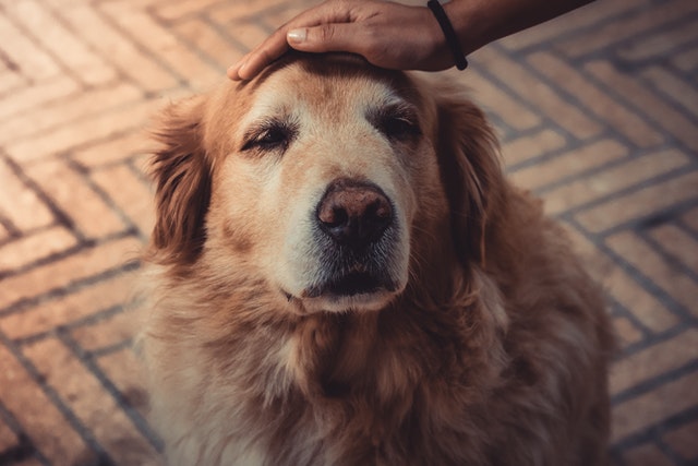 The benefits of rehoming senior pets