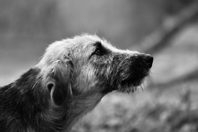 The benefits of rehoming senior pets