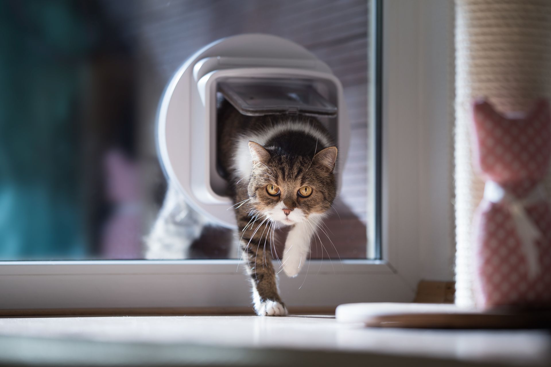 What to do when your cat goes missing